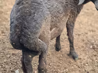 Ovan, Karakul sheep — fotografija 2