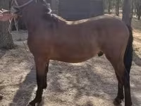 Cheval, Chevaux — photo 1