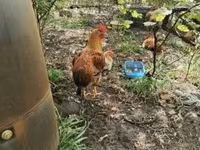 Chickens — fotografija 3