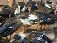 Ducks — الصورة 1