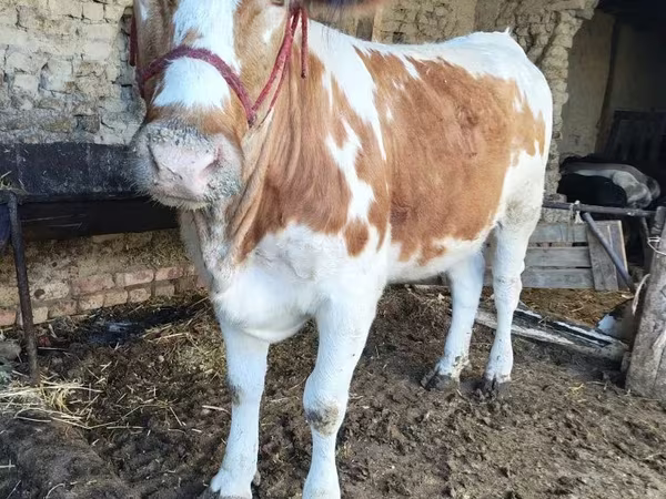 Бұқа, Simmental cattle