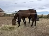 Hengst, Hungarian horse breed — Foto 6