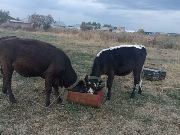 Krava, Kazahska belogolova krava