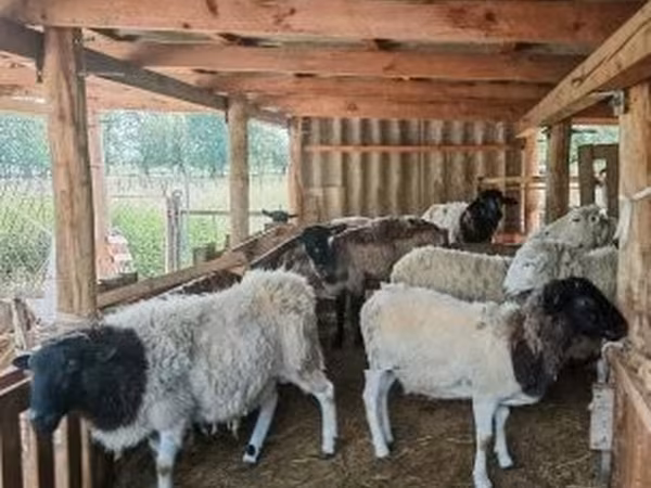 Bélier, Dorper sheep — Hongrie