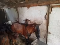 Boucs, Alpine goat — photo 3