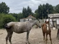 Kobyła, Konie — zdjęcie 2