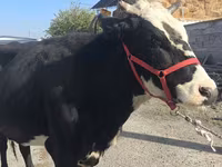 İnək, Russian Black pied cattle — foto 1