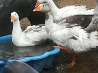 Geese — fotografija 1
