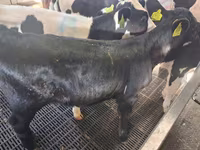 Krowa, Russian Black pied cattle — zdjęcie 1