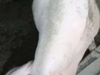 Säue, Schweine — Foto 5