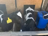 公牛, Holstein breed — 照片 4