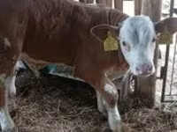 Byk, Simmental cattle — zdjęcie 6