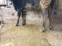 Byk, Russian Black pied cattle — zdjęcie 2