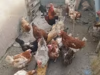 Chickens — Foto 4