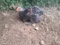 Brahma — Foto 7