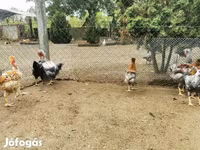 Chickens — الصورة 4