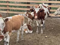 Krowa, Swiss cattle — zdjęcie 4