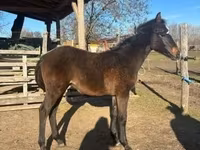 Айғыр, Hungarian horse breed — 1-сурет