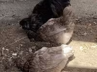 सेब्राइट — फ़ोटो 2
