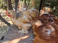 Pekinška bantam — fotografija 2