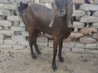 Goat, Najdi goat — photo 1