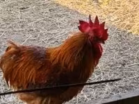 Chickens — Foto 5