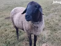 公羊, Tsigai sheep — 照片 1