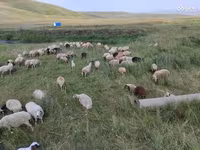 Вівця, Balbas sheep — фото 4