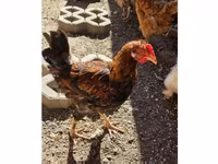 Chickens — 写真 1