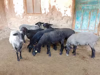 Qoyun, Romanov sheep — foto 7