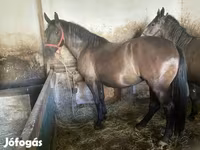 Yegua, Hungarian horse breed — foto 1