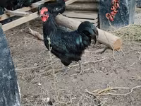 Chickens — 2-сурет