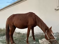Pastuv, Karabakh horse — fotografija 6