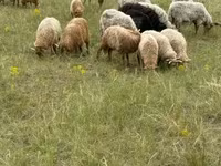 أغنام (دفعة، الجنس غير محدد), Racka sheep — الصورة 2