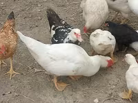 Ducks — photo 4