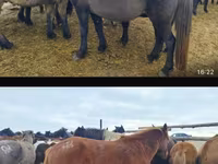 Kobila, Horse breed — fotografija 2