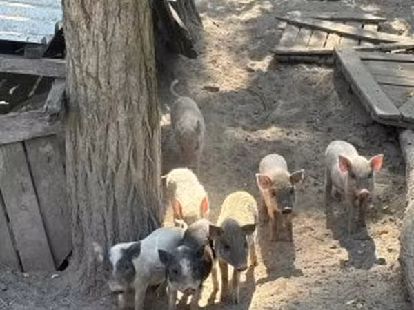 Хряк, Вьетнамская вислобрюхая