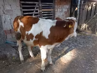 Toro, Raza gris húngara — foto 3