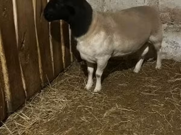 Owca, Dorper sheep