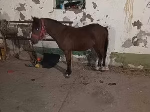 Horse (M), Horses
