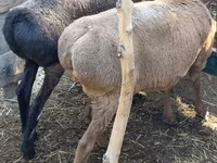 Owca, Owce — zdjęcie 5