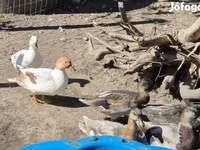 Ducks — फ़ोटो 7