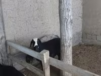 ヤギ（ロット、性別未指定）, ヤギ — 写真 2