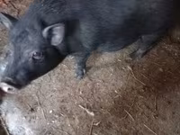 Boar, Pigs — photo 3
