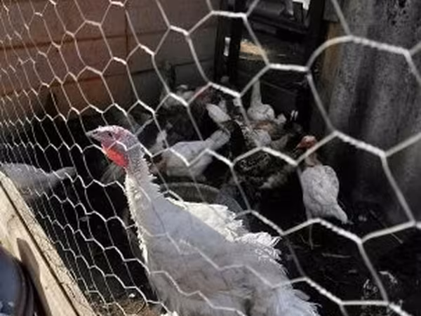 Turkeys