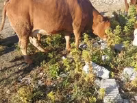 母牛, Limousin cow — 照片 7
