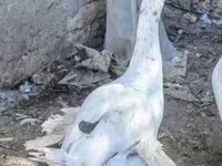 Geese — फ़ोटो 6
