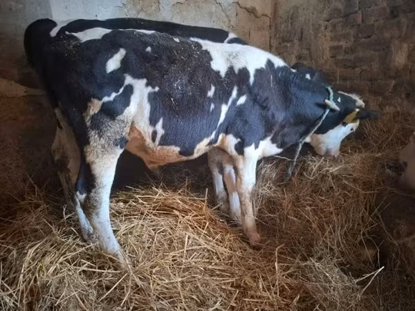 Бұқа, Russian Black pied cattle — Венгрия