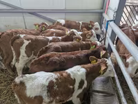 Bik, Simmental cattle — fotografija 1