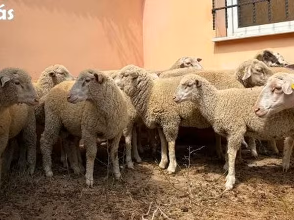 Widder, Ile-de-France sheep